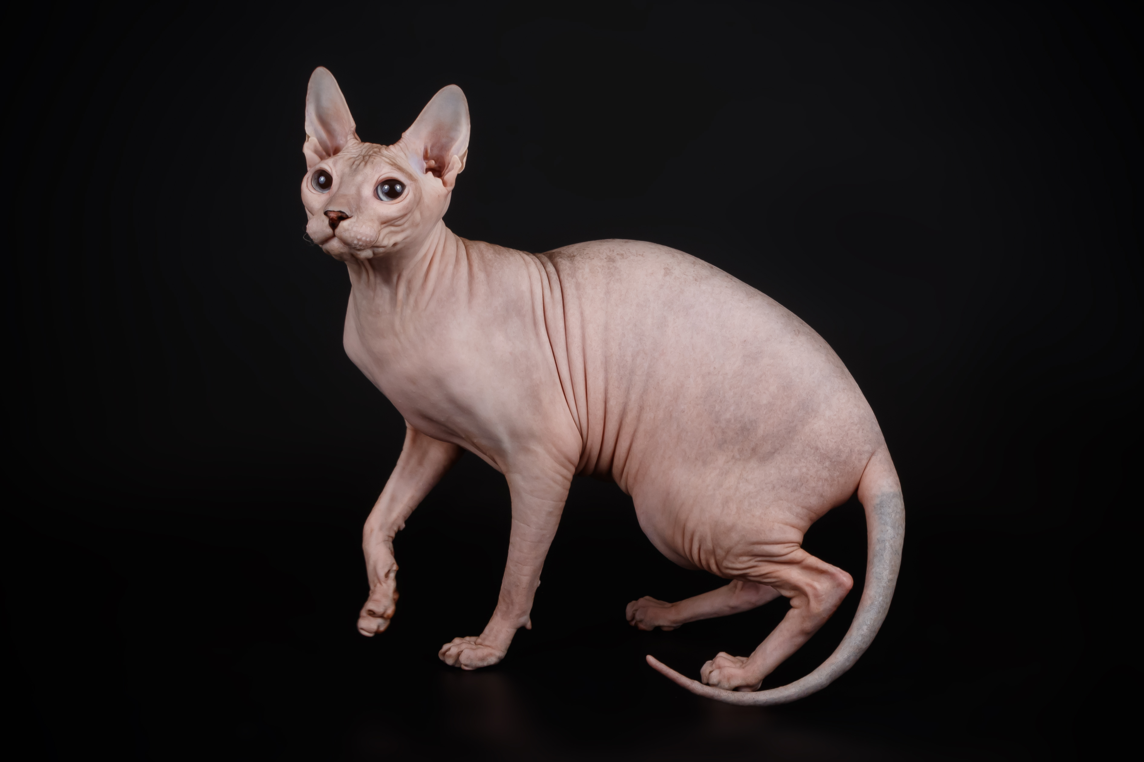 Master, WCH. OPHELIA HONEY ALIEN